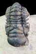 Crotalocephalina Trilobite - Foum Zguid, Morocco #75464-3